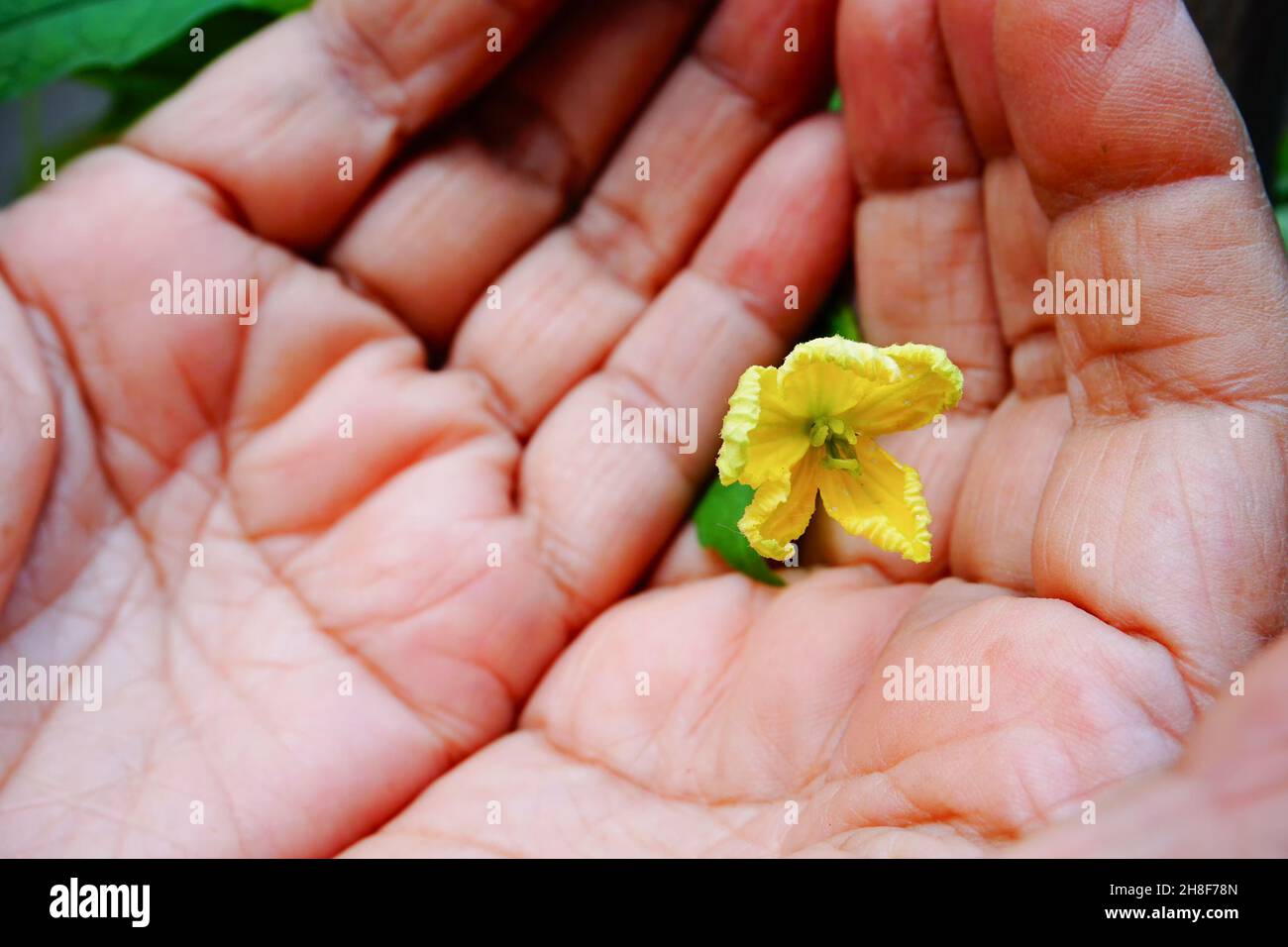 La corolle aka karela a un goût amer mais bon pour la santé.Femme âgée montrant une fleur de Corolla dans son jardin.Howrah, Bengale-Occidental, Inde. Banque D'Images