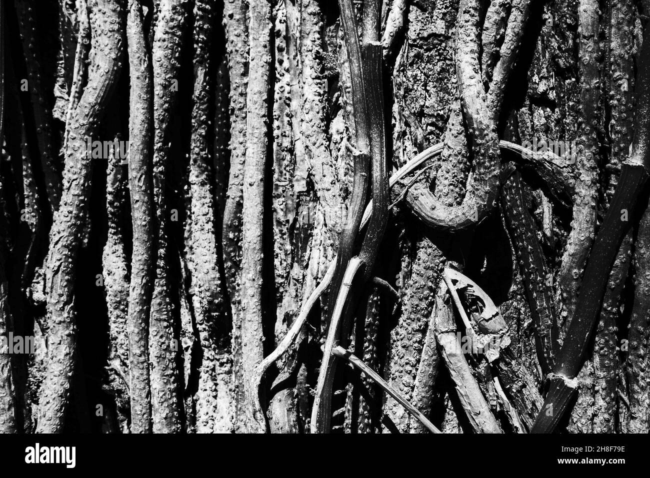 Texture en bois de tronc d'arbre abstrait noir et blanc.Arrière-plan naturel. Banque D'Images