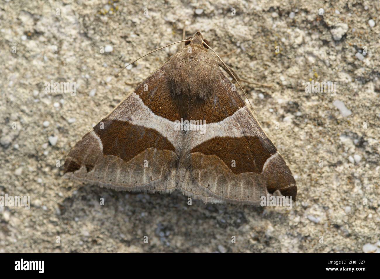 Papillon de nuit france nocturne Banque de photographies et d’images à — free download