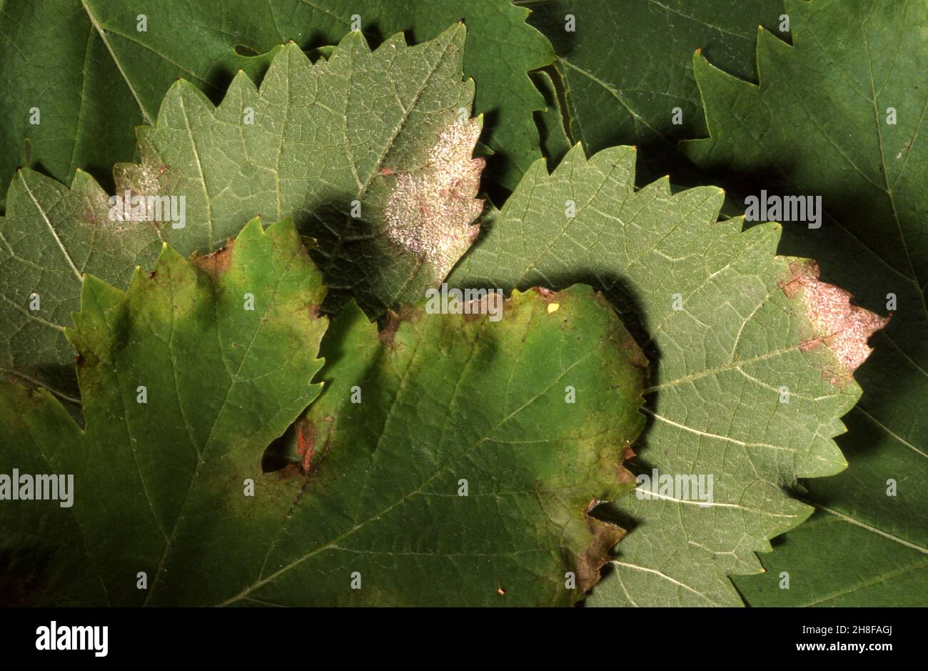 Maladies fongiques des plantes Banque de photographies et d’images à haute résolution Alamy
