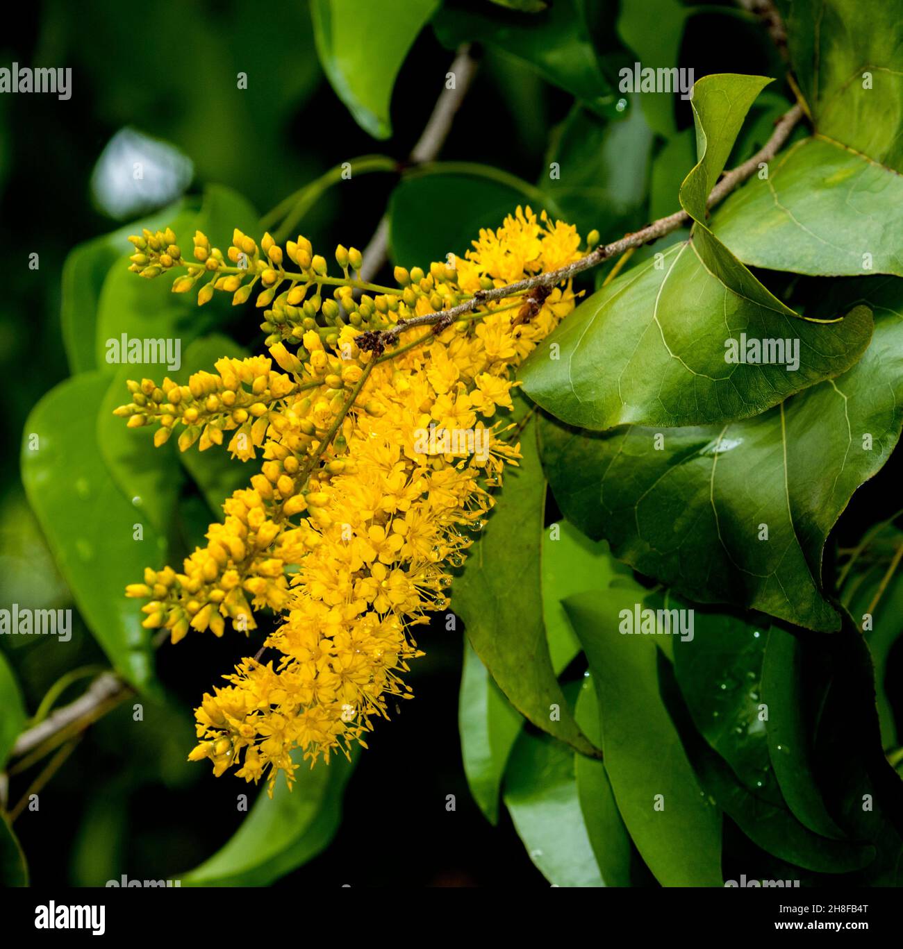 Grappe de fleurs jaunes d'or de Barklya syringifolia, un rare arbre indigène australien, sur fond de feuilles vertes en forme de coeur Banque D'Images