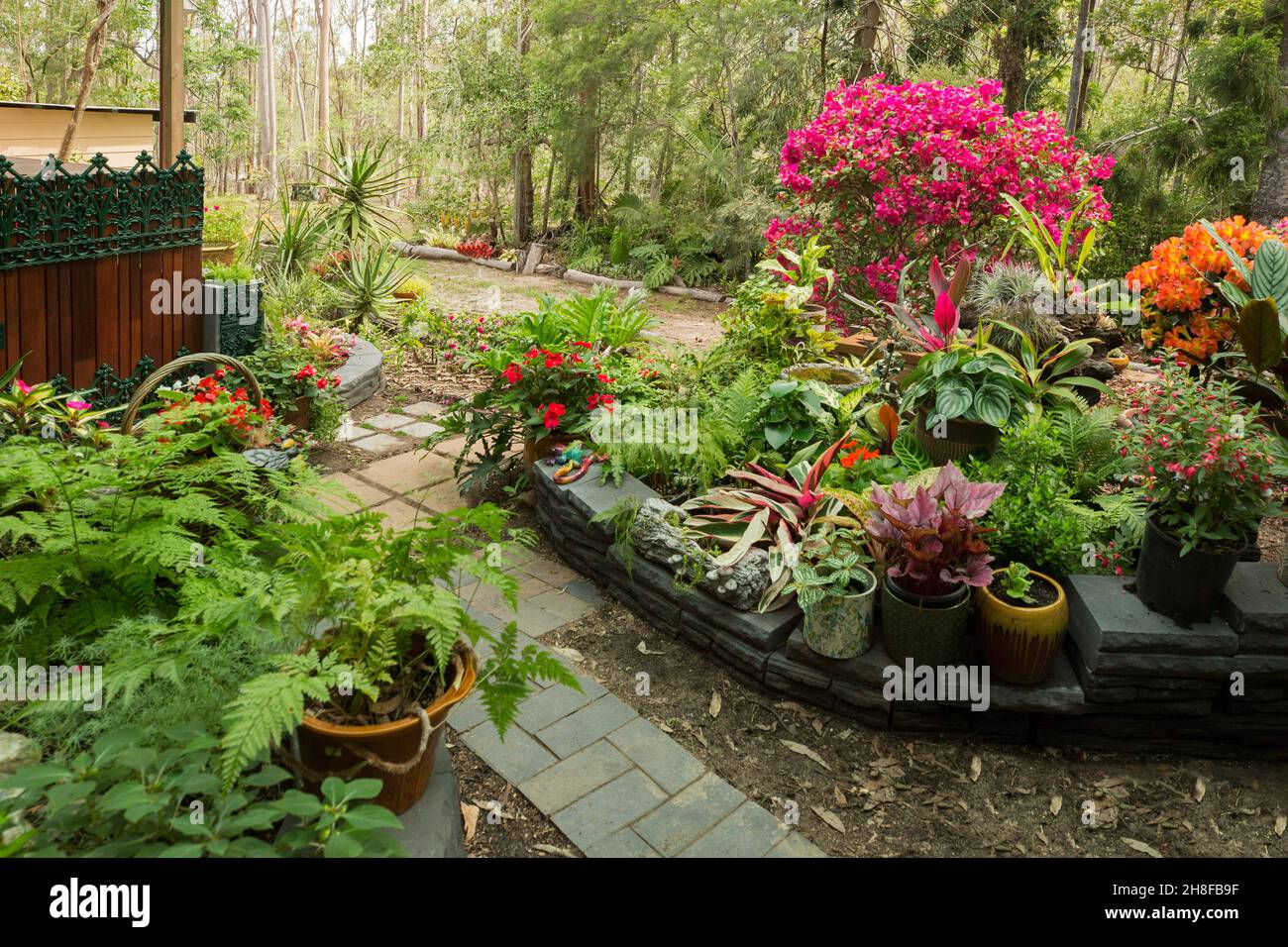 Spectaculaire jardin tropical coloré avec fougères luxuriantes et plantes à fleurs, beaucoup dans des conteneurs, avec mur bas et chemin, en Australie Banque D'Images