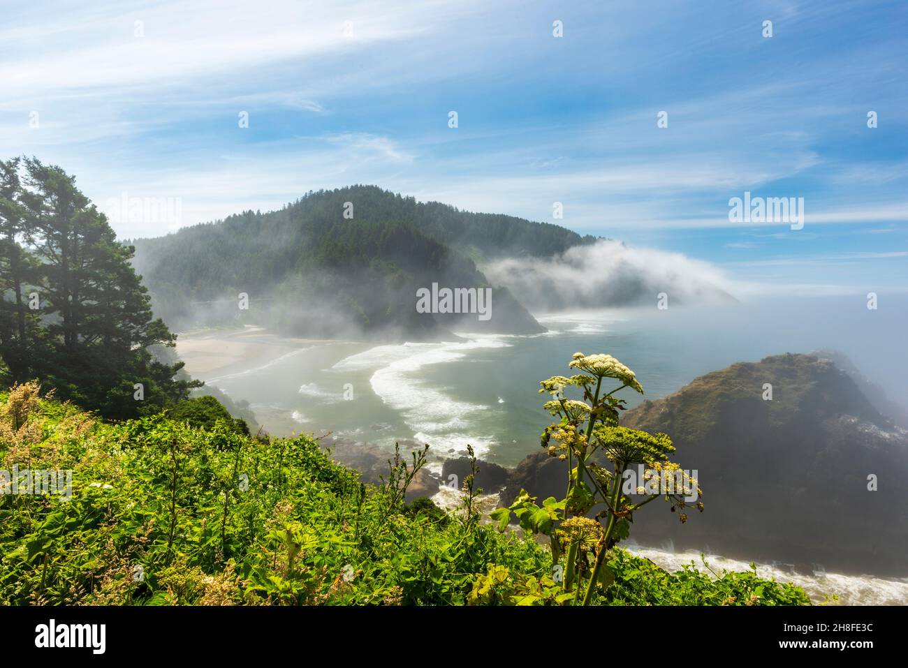 Vue sur Cape Cove depuis le parc du phare de Heceta Head, Pacific Northwest, Oregon, États-Unis Banque D'Images