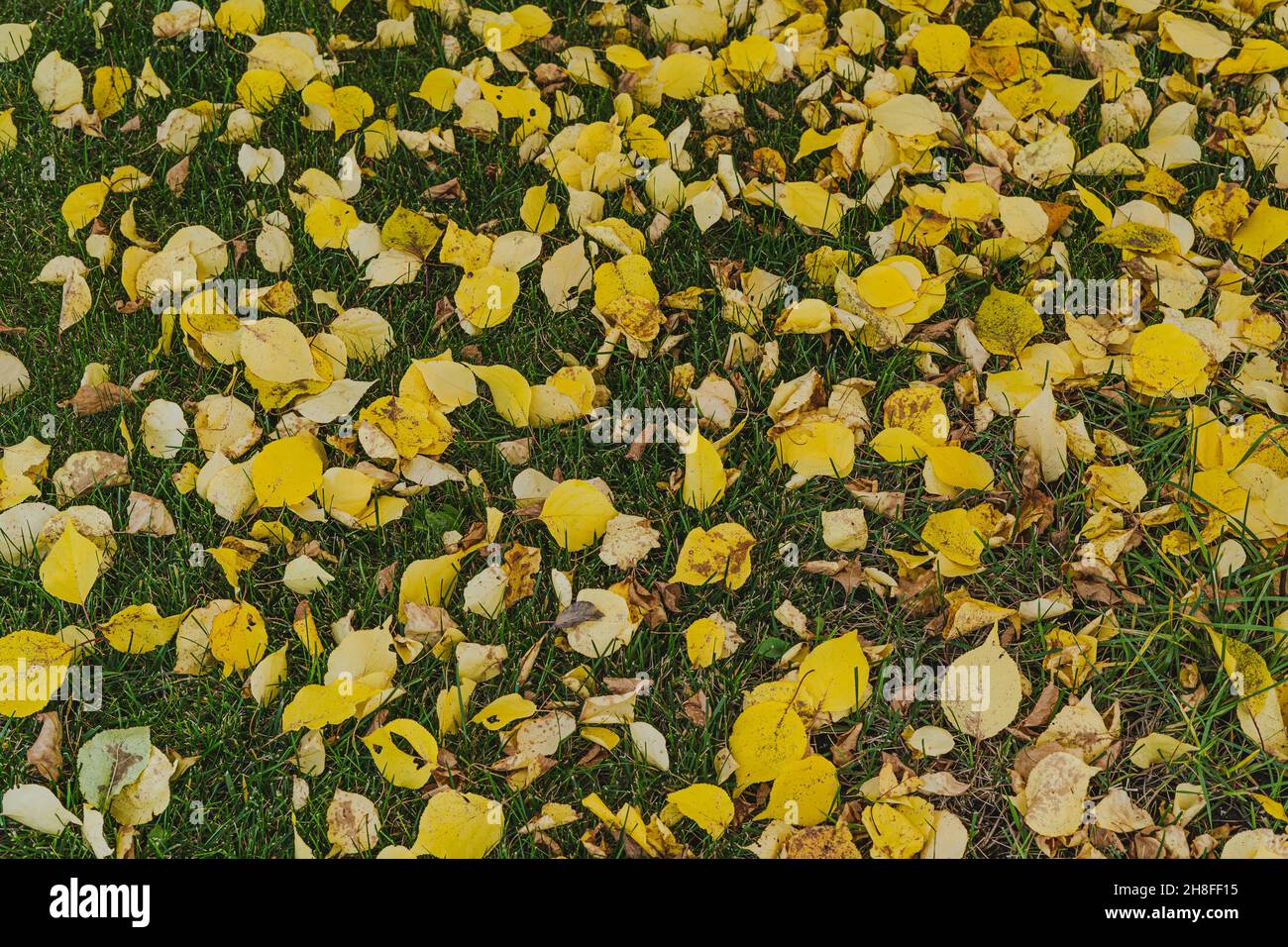 Les feuilles d'automne tombées se trouvent sur l'herbe verte Banque D'Images