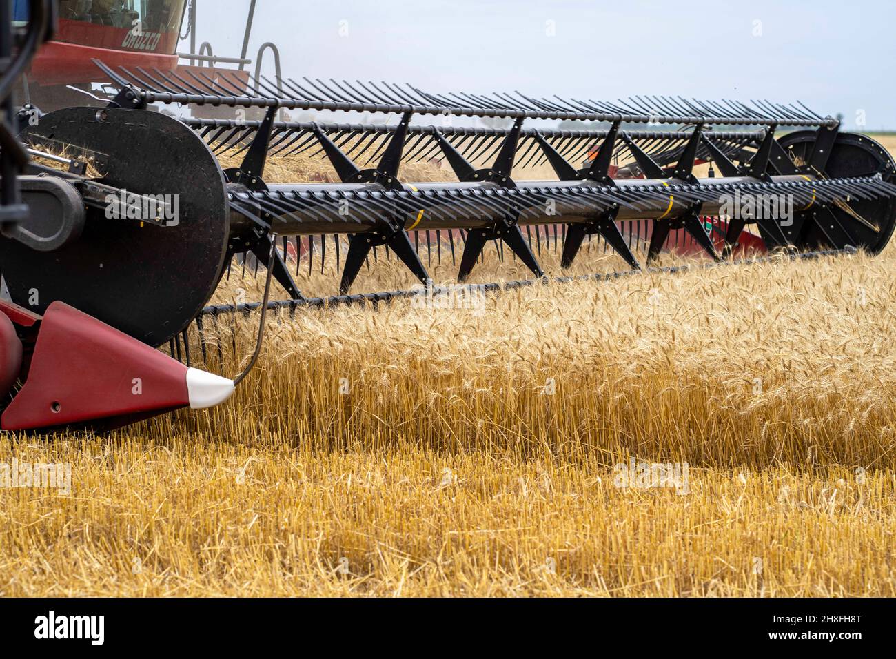 La lame de la moissonneuse-batteuse lors de la récolte de récoltes dans un  champ de blé.la récolte de blé en Argentine de 2021 à 2022 devrait  atteindre un record de 20.3 millions