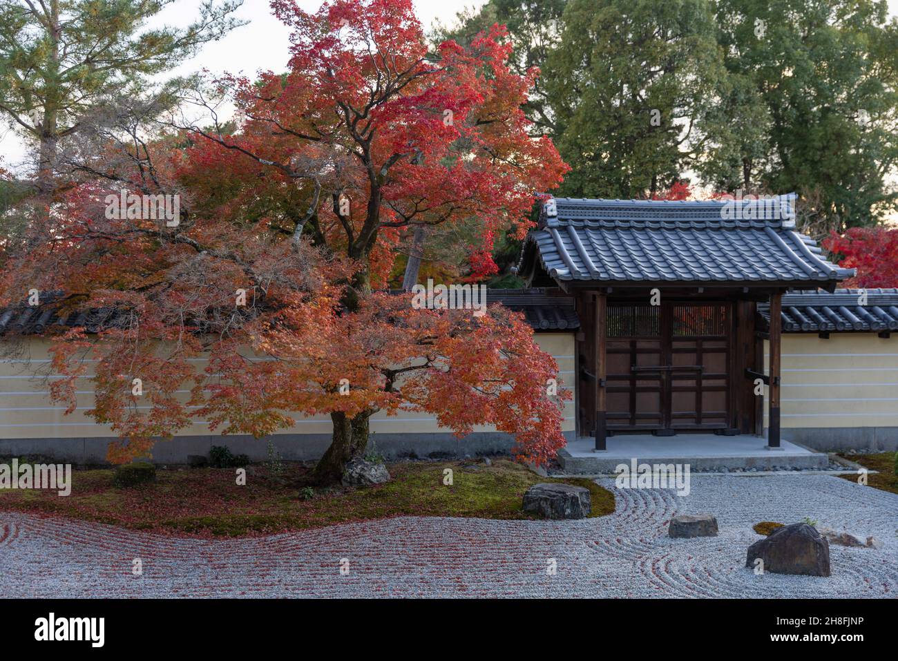 Kyoto, Japon.26 novembre 2021.Le jardin zen avec arbre Momiji (érable japonais) est vu à l'intérieur du Temple Toji-in.Toji-in a été établi en 1341 sur le versant sud du Mont Kinugasa par le shogun Ashikaga Takauji.Quinze shoguns venaient du clan Ashikaga, ce qui fait du temple Toji-in un lieu riche en objets historiques et en œuvres d'art.Crédit : SOPA Images Limited/Alamy Live News Banque D'Images