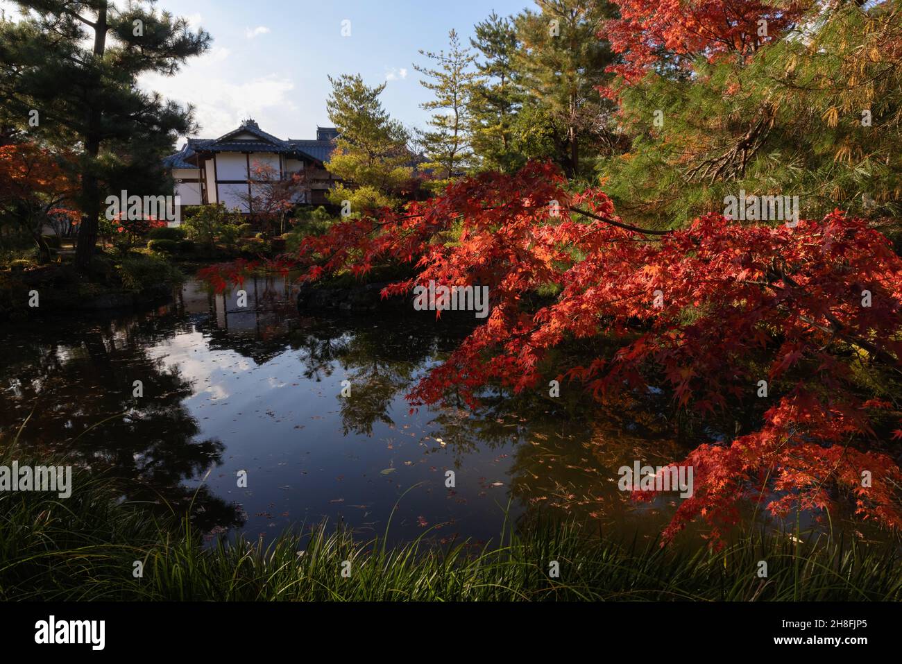 Kyoto, Japon.26 novembre 2021.Arbre Momiji (érable japonais) vu sur une petite île à l'intérieur de l'étang Shinji'ike au Temple Toji-in. Toji-in a été établi en 1341 sur le versant sud du Mont Kinugasa par le shogun Ashikaga Takauji.Quinze shoguns venaient du clan Ashikaga, ce qui fait du temple Toji-in un lieu riche en objets historiques et en œuvres d'art.Crédit : SOPA Images Limited/Alamy Live News Banque D'Images