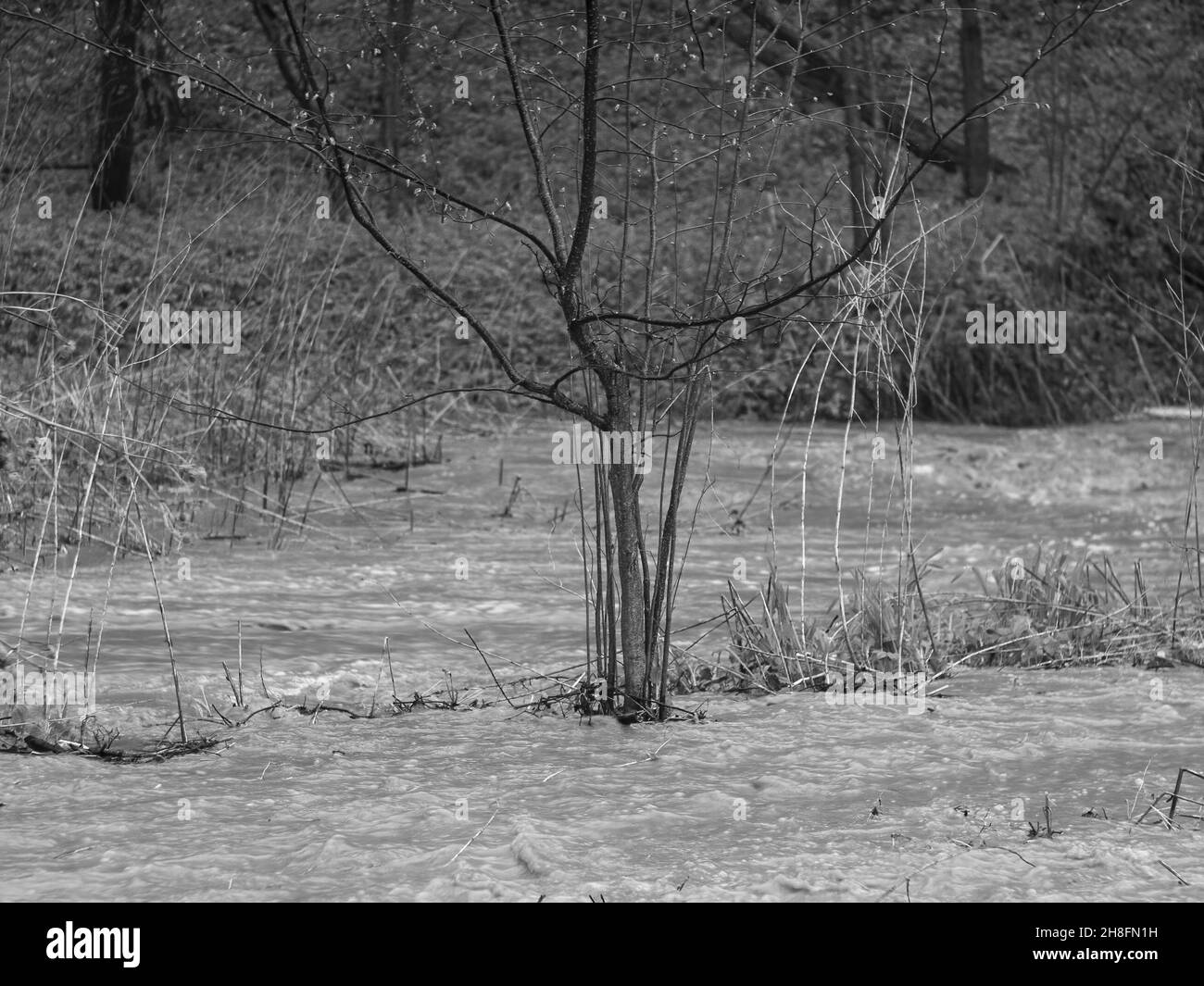 fort débit d'eau dans la forêt, au printemps Banque D'Images