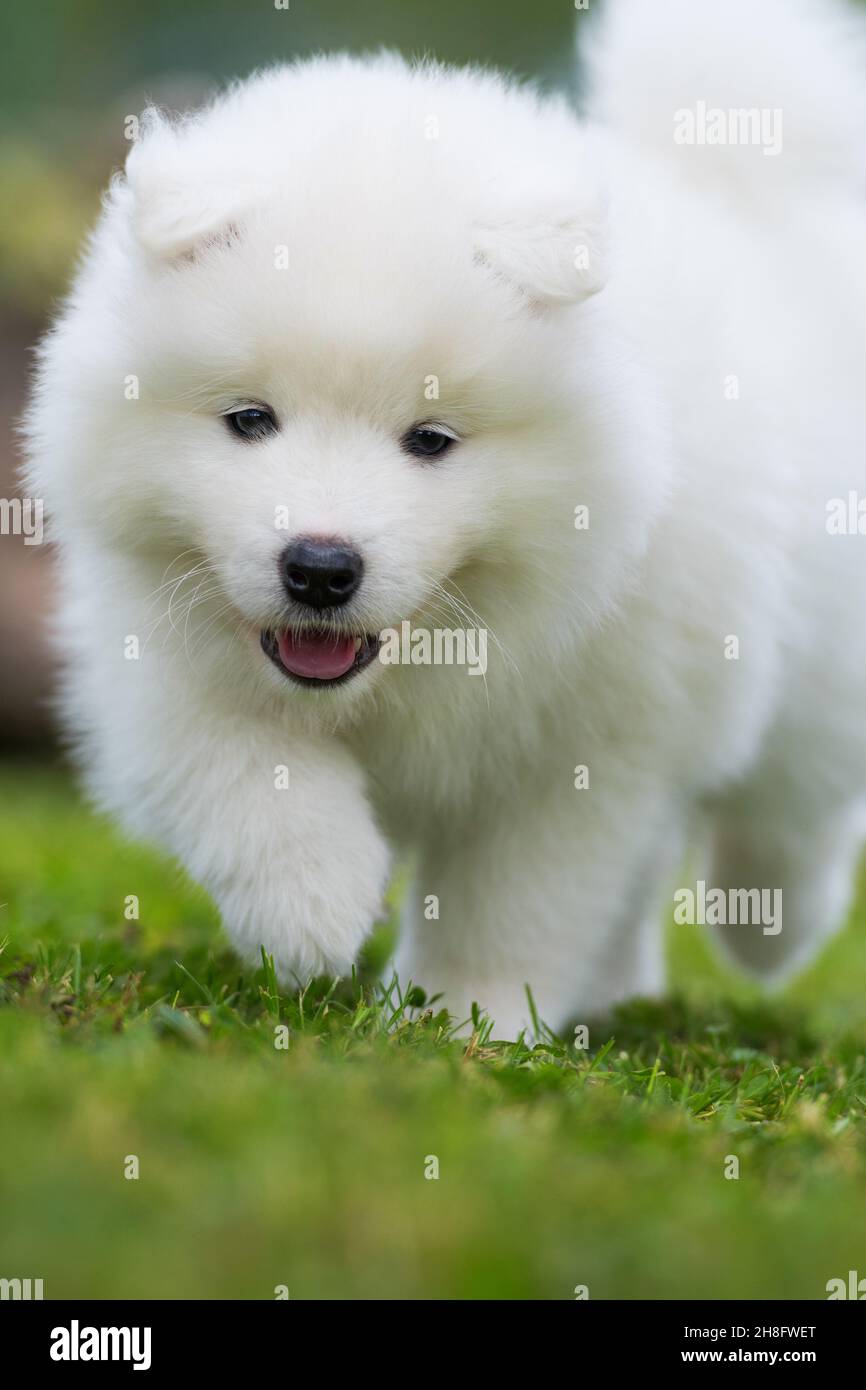 Samoyed chiot dans un pré d'été Banque D'Images