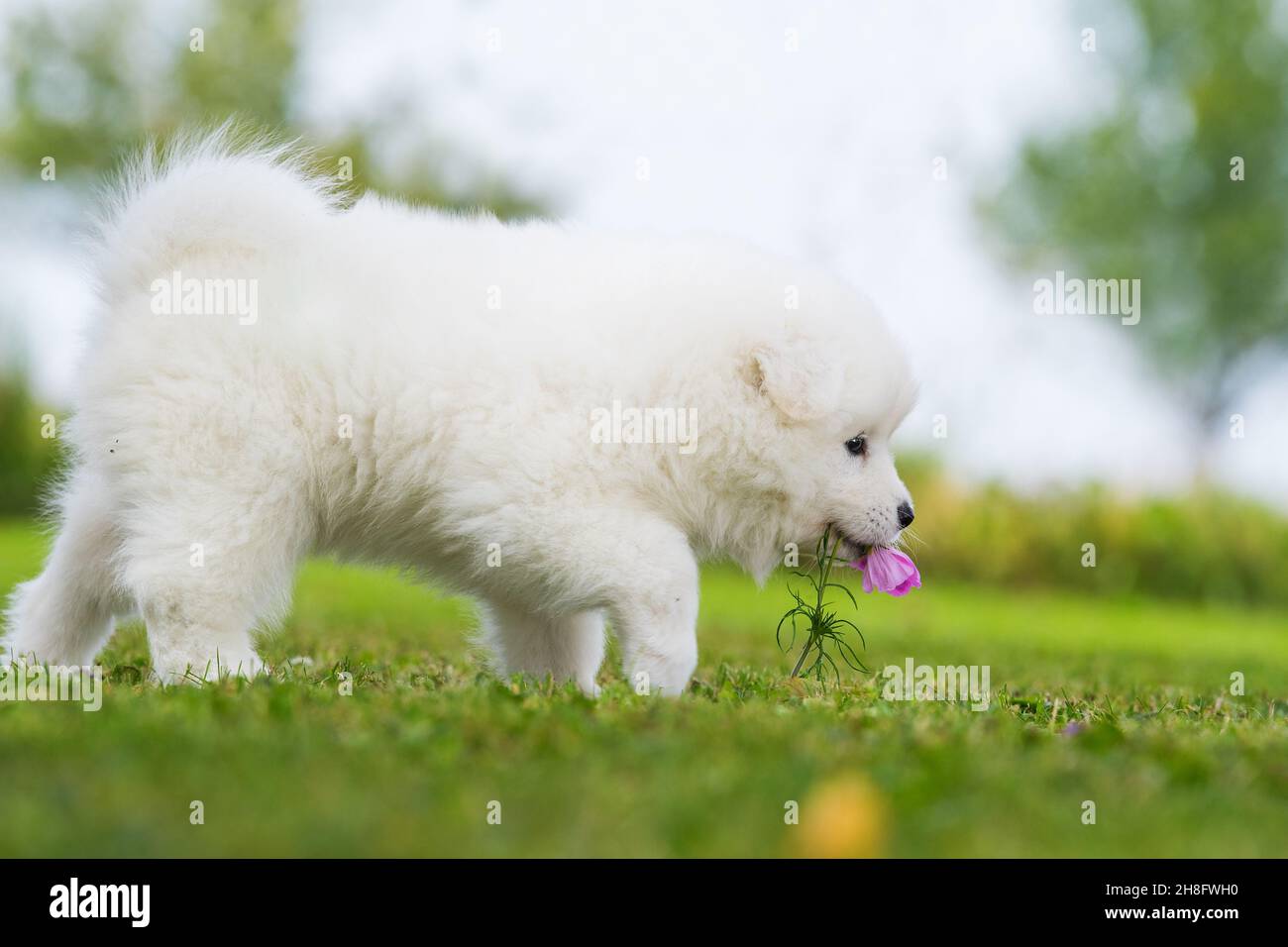 Samoyed chiot dans un pré d'été Banque D'Images