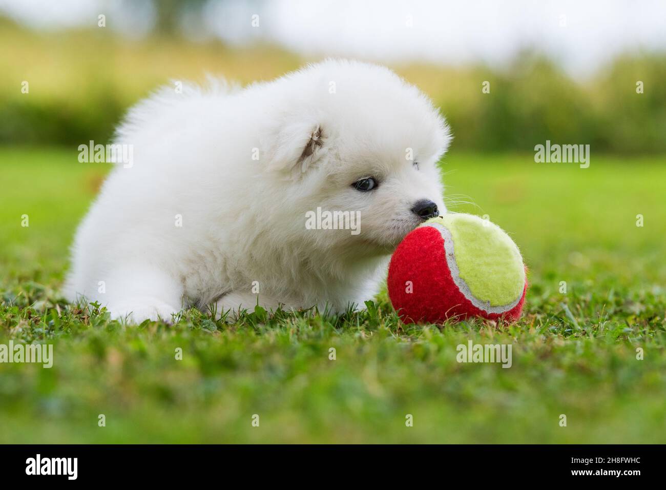 Samoyed chiot dans un pré d'été Banque D'Images