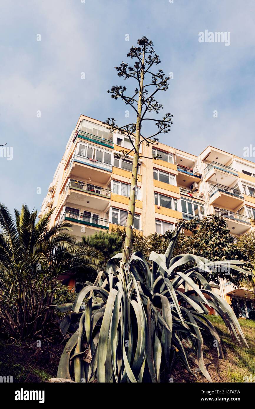 Beşiktaş, Istanbul, Turquie.27 octobre 2021: Cette plante spéciale Agave Americana en fleur - la tige de fleur peut atteindre jusqu'à 8., en face de l'aa Apartamet Banque D'Images