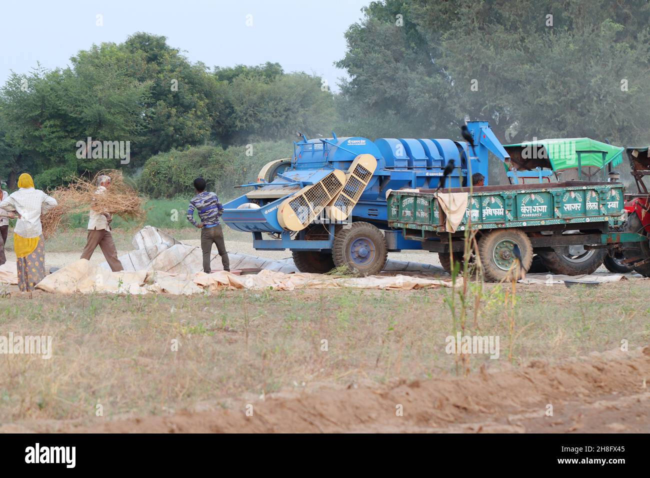Un ouvrier indien exploitant des semences de guar (haricots en grappes) du champ à l'aide d'une machine et les ramassant dans un chariot à tracteur Banque D'Images