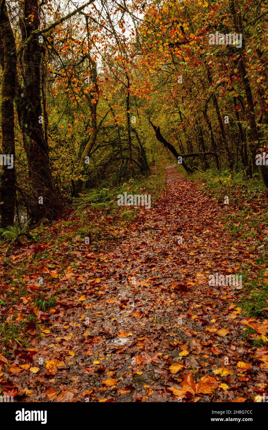Réserve naturelle globale de Muniellos, entre les conseils de Cangas del Narcea et Ibias. Banque D'Images