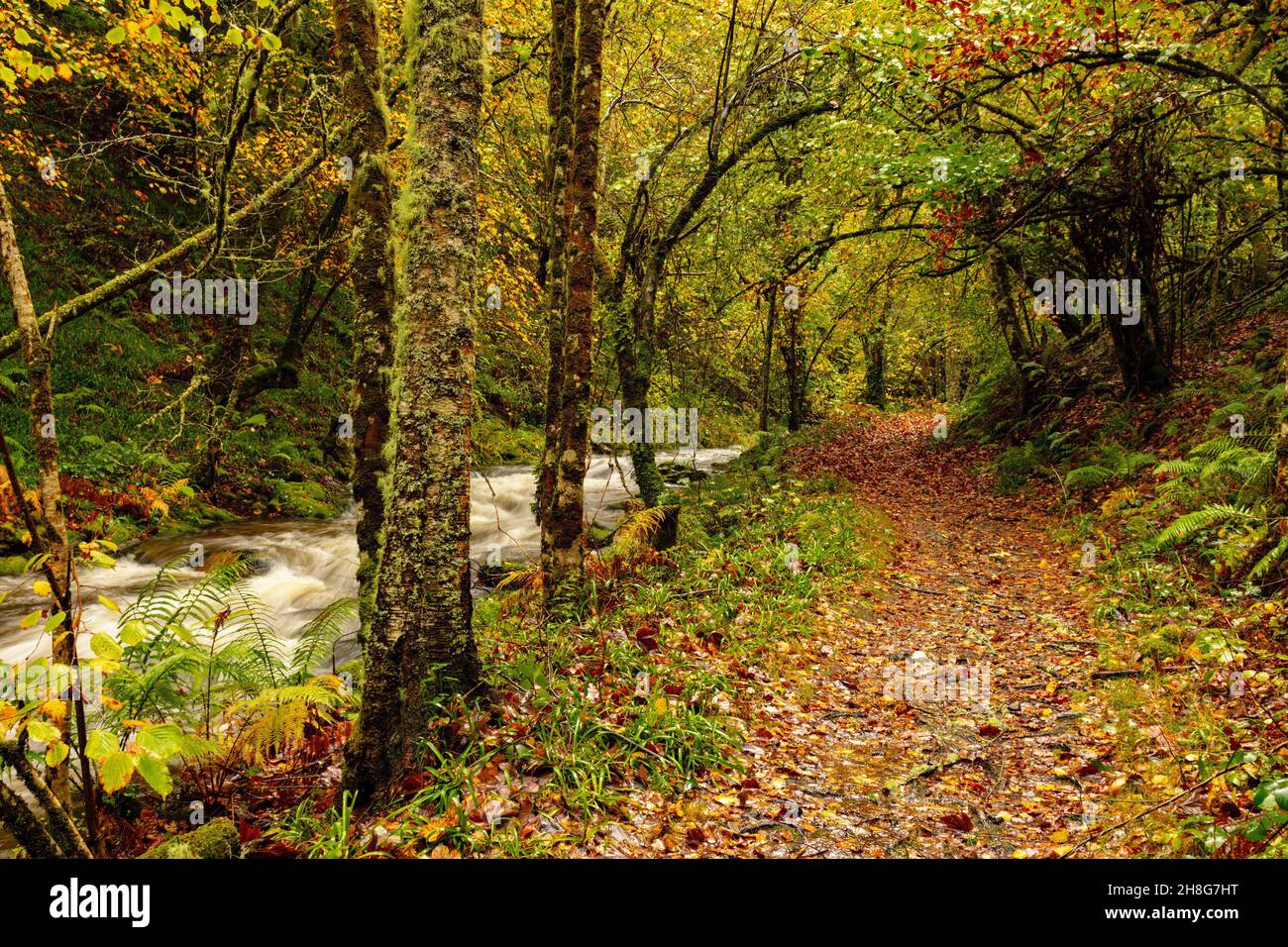 Réserve naturelle globale de Muniellos, entre les conseils de Cangas del Narcea et Ibias. Banque D'Images