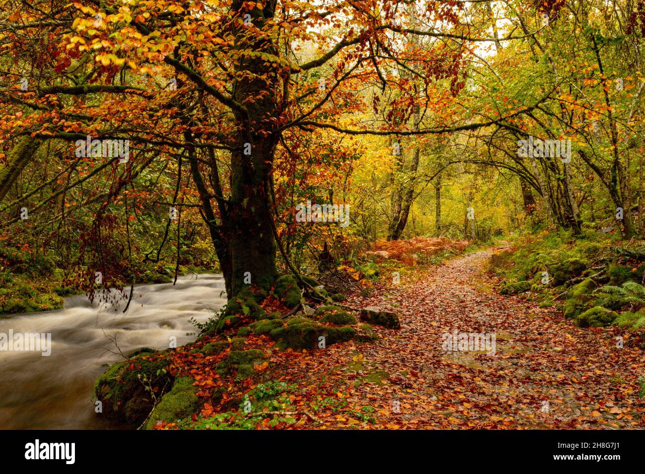 Réserve naturelle globale de Muniellos, entre les conseils de Cangas del Narcea et Ibias. Banque D'Images