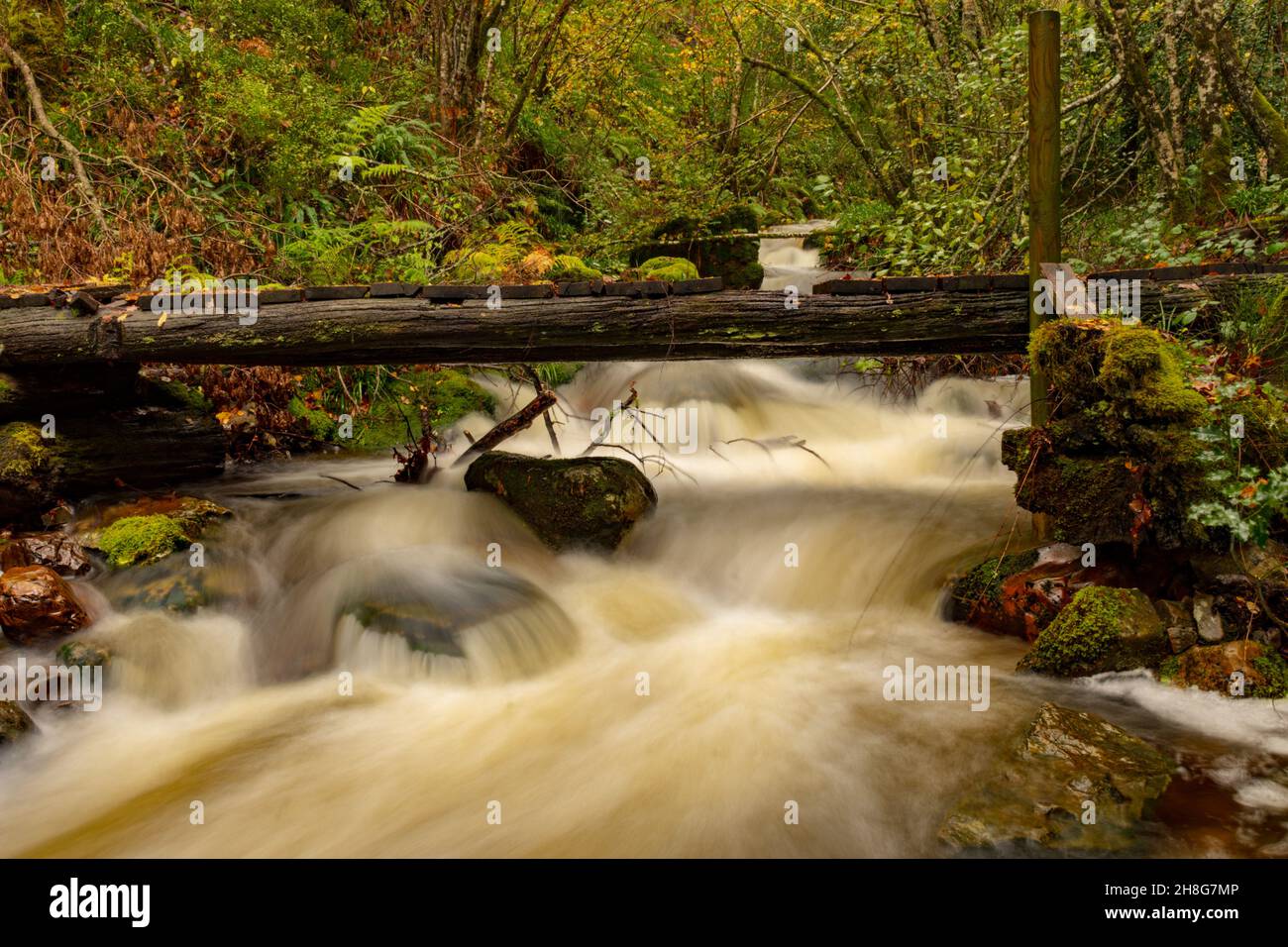 Réserve naturelle globale de Muniellos, entre les conseils de Cangas del Narcea et Ibias. Banque D'Images