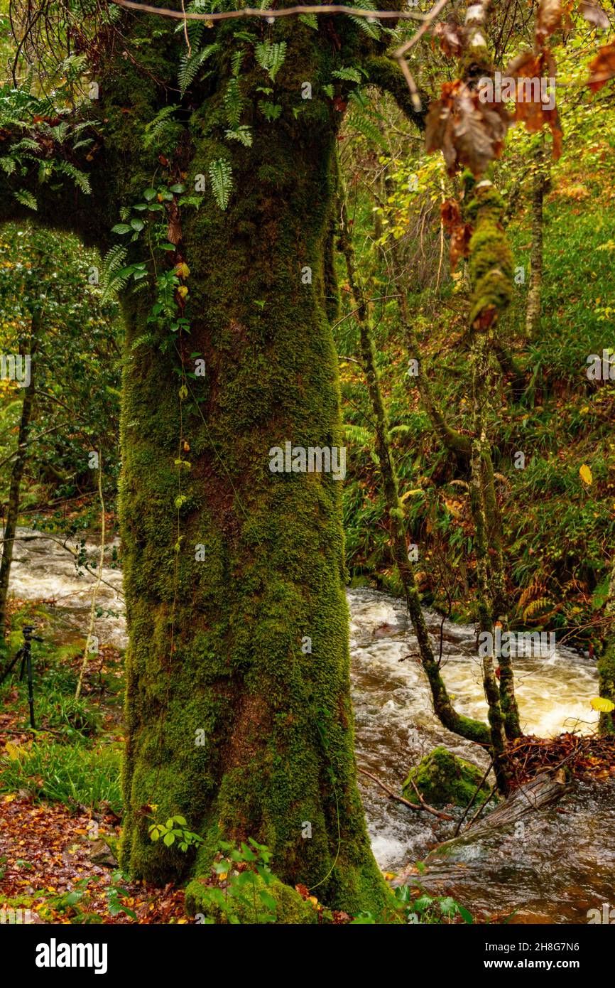 Réserve naturelle globale de Muniellos, entre les conseils de Cangas del Narcea et Ibias. Banque D'Images