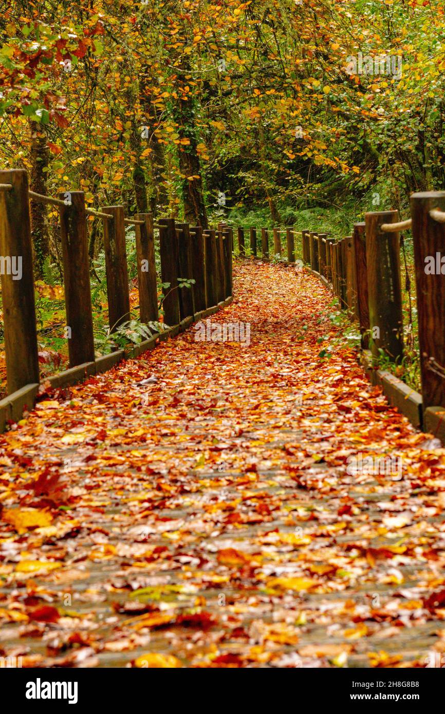 Réserve naturelle globale de Muniellos, entre les conseils de Cangas del Narcea et Ibias. Banque D'Images