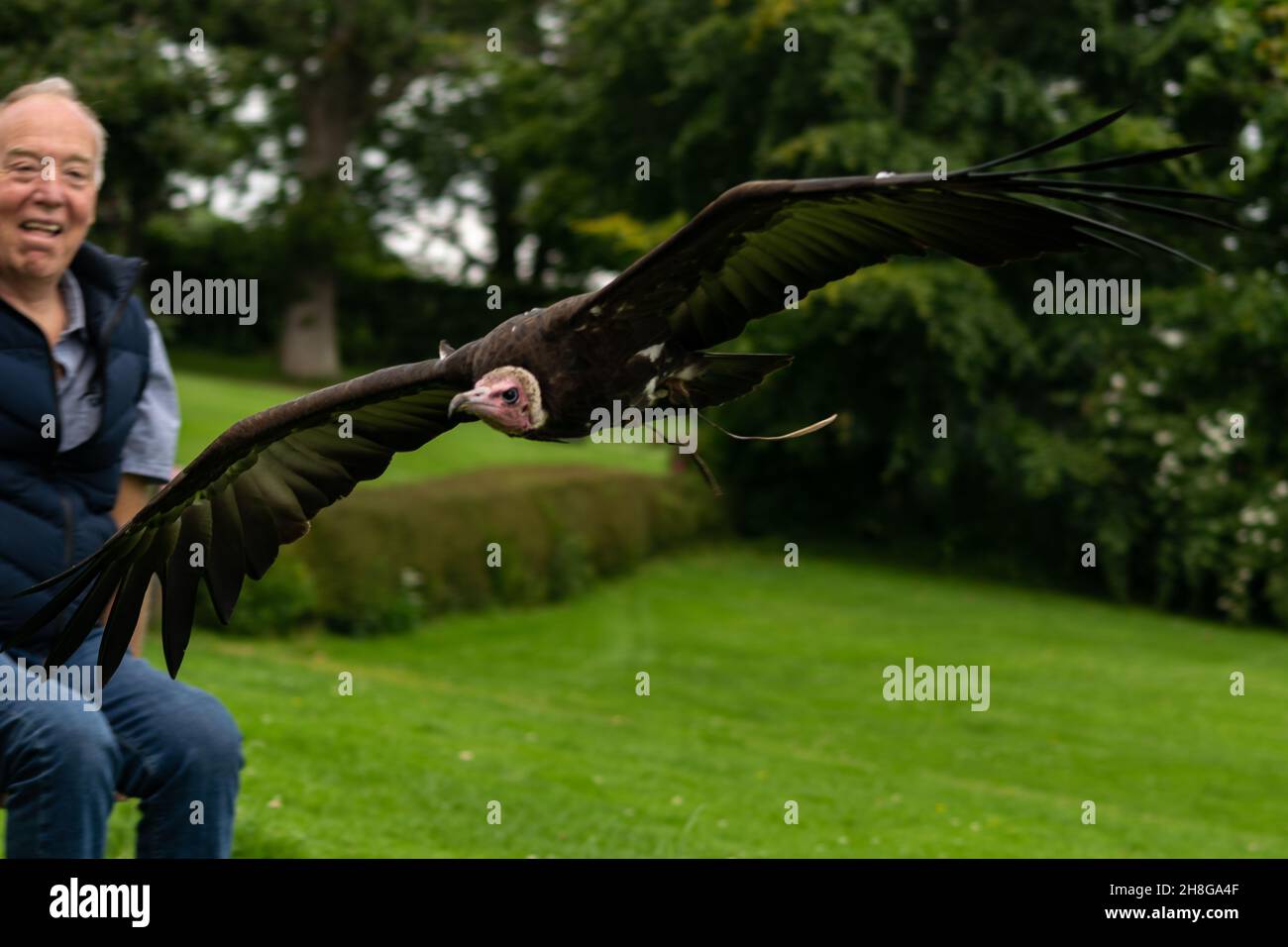 Newent, Royaume-Uni - 27 juillet 2021 : oiseau vautour à capuchon volant bas et près d'un public membre lors d'un spectacle d'oiseaux de proie, vautour tenu captif et Banque D'Images