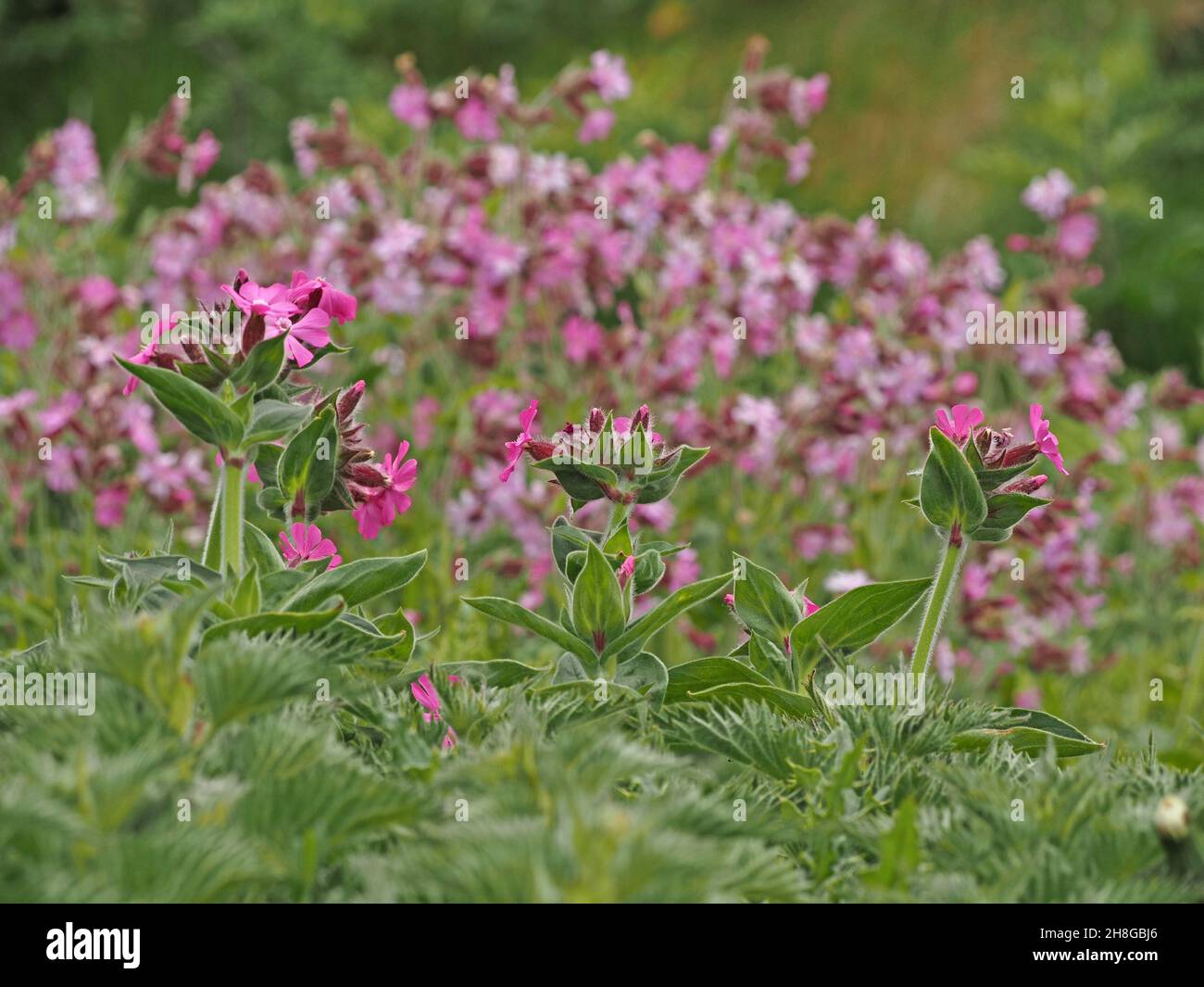 Profusion de fleurs roses éblouissantes de Red Campion (Silene dioica) en pleine croissance sauvage sur la mer - Mainland Orkney, Écosse, Royaume-Uni Banque D'Images