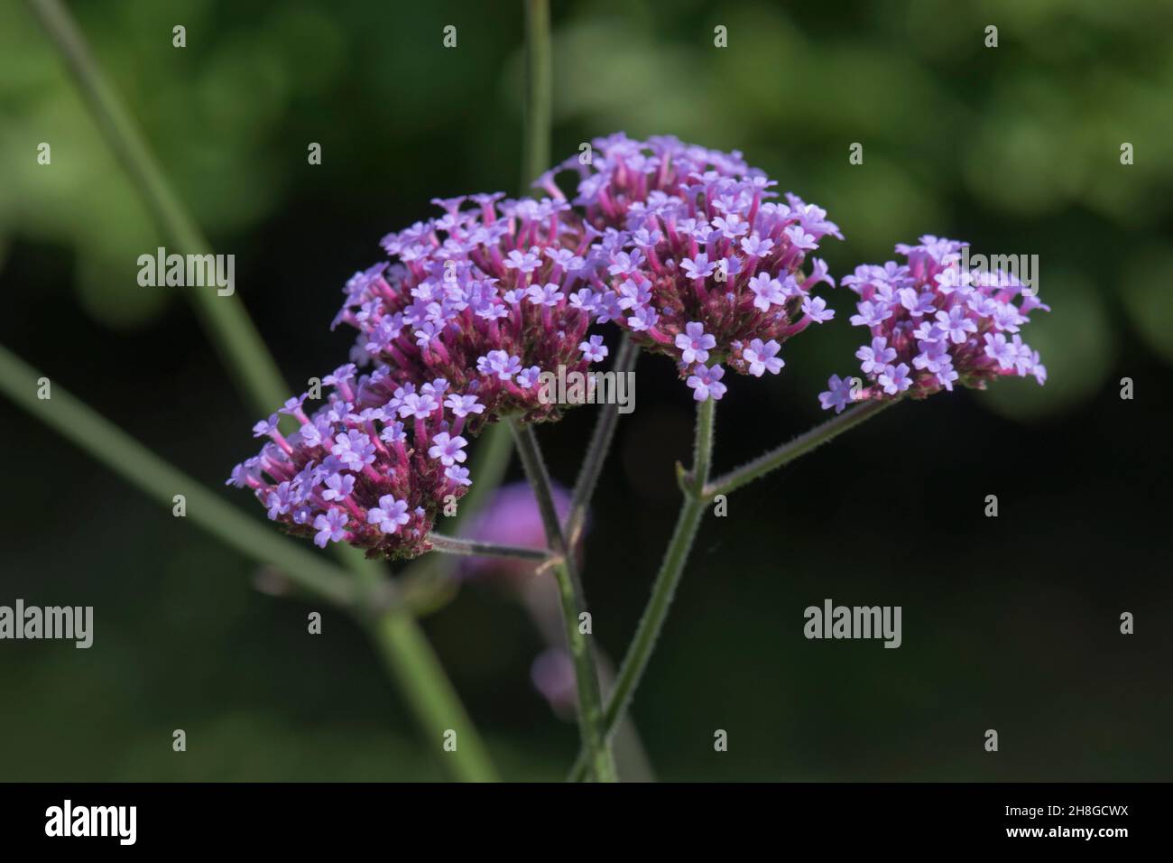 Vervain violet (Verbena bonariensis) tête de fleur rose-pourpre de grande plante de jardin ornemental, Berkshire, août Banque D'Images