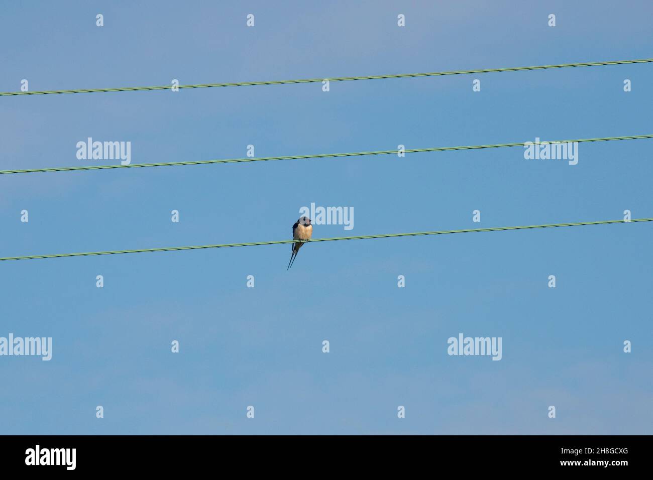 Une seule hirondelle (Hirundo rustica) vient d'arriver après la migration.Attendant sur les fils électriques pour son compagnon avant de nicher dans une grange voisine, Berkshire Banque D'Images