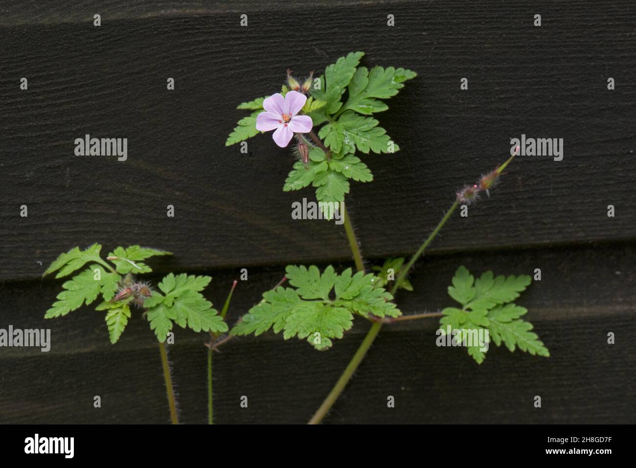 Herb-robert (Geranium robertianum) fleur et jeunes plantules avec des feuilles sur fond de bois foncé, Berkshire, juin Banque D'Images