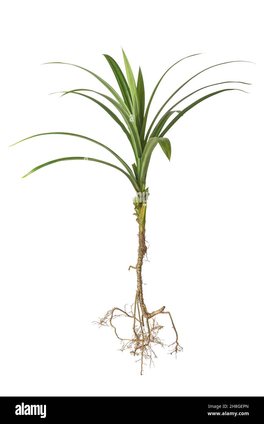 plante de pandan parfumée aux racines, pandanus amaryllifolius, isolée sur fond blanc Banque D'Images