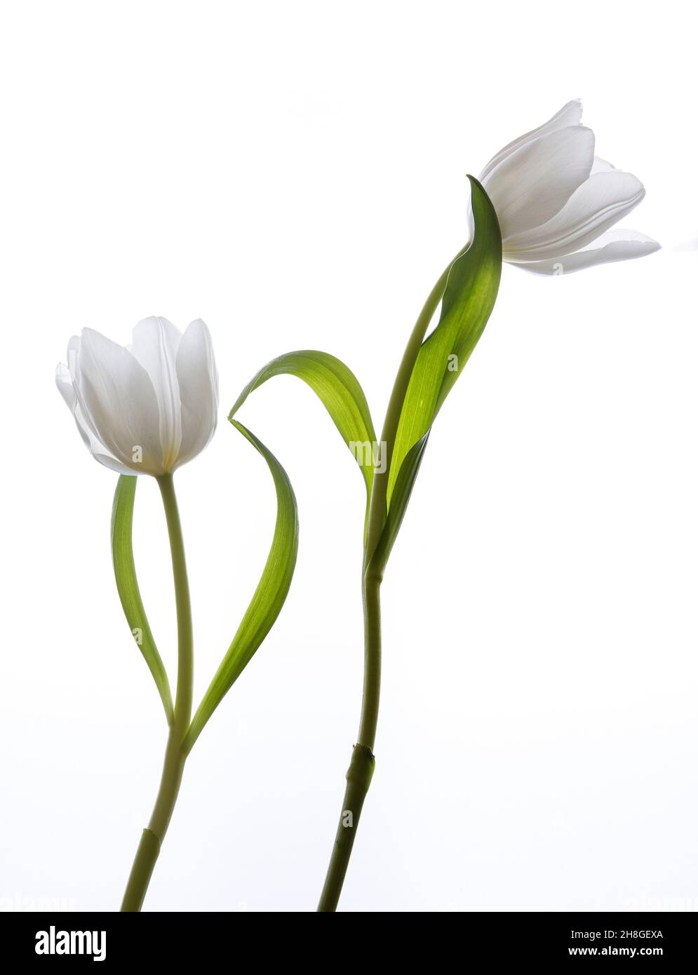 Tulipes blanches communiquant entre elles Banque D'Images