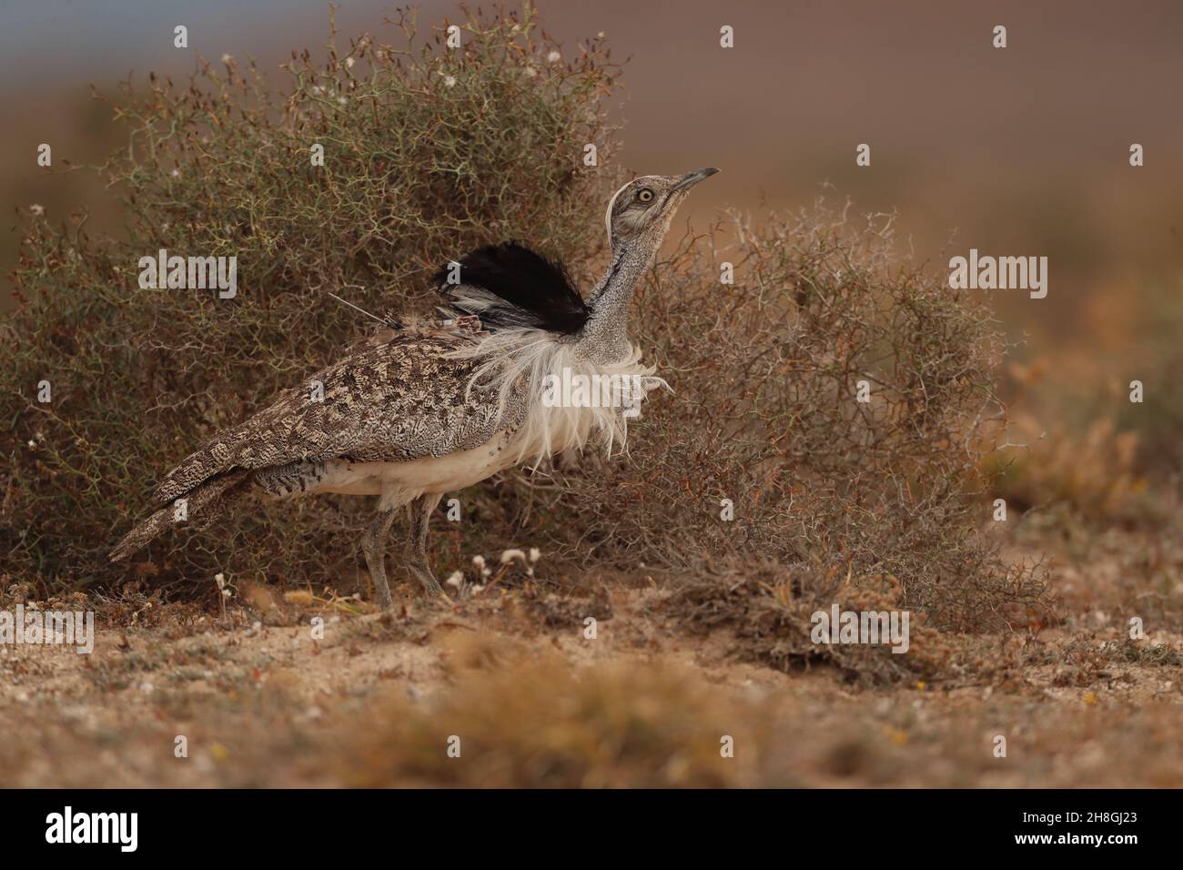 Les Boustards houbara sont une espèce protégée des îles Canaries.Pendant la saison de reproduction, les mâles développent des panaches de cou qu'ils utilisent pour afficher. Banque D'Images