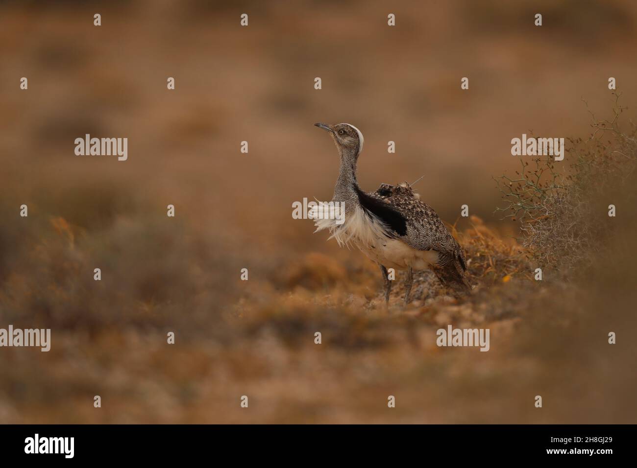 Les Boustards houbara sont une espèce protégée des îles Canaries.Pendant la saison de reproduction, les mâles développent des panaches de cou qu'ils utilisent pour afficher. Banque D'Images