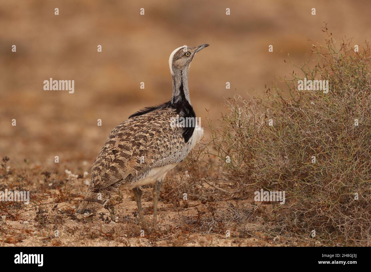 Les Boustards houbara sont une espèce protégée des îles Canaries.Pendant la saison de reproduction, les mâles développent des panaches de cou qu'ils utilisent pour afficher. Banque D'Images