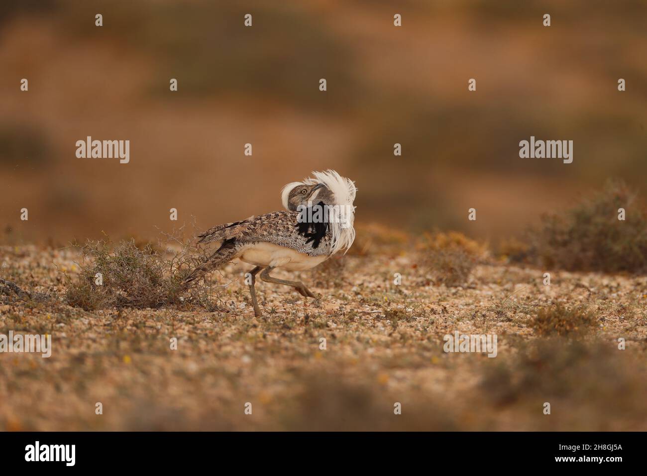 Les Boustards houbara sont une espèce protégée des îles Canaries.Pendant la saison de reproduction, les mâles développent des panaches de cou qu'ils utilisent pour afficher. Banque D'Images