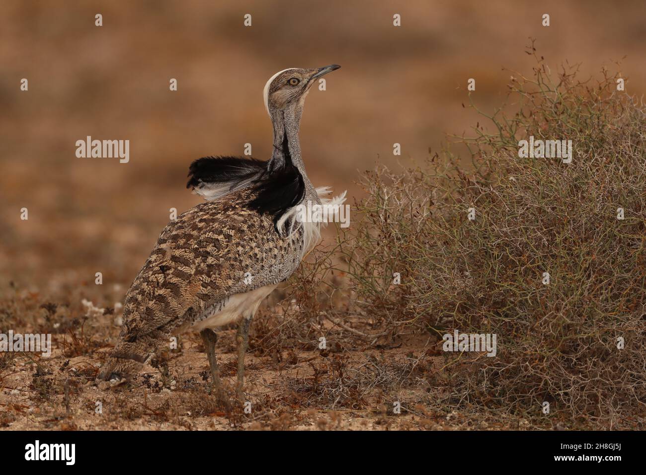 Les Boustards houbara sont une espèce protégée des îles Canaries.Pendant la saison de reproduction, les mâles développent des panaches de cou qu'ils utilisent pour afficher. Banque D'Images