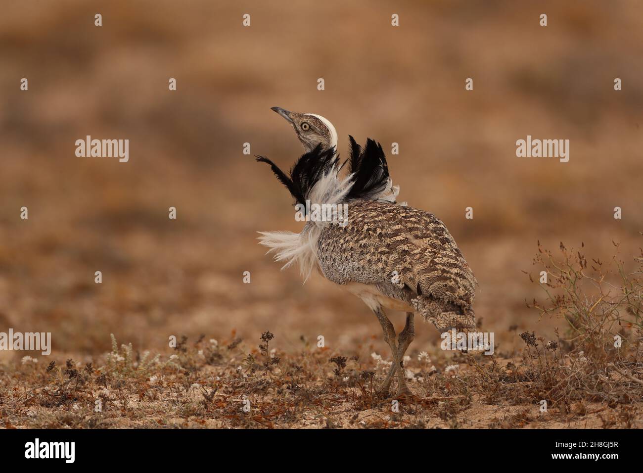 Les Boustards houbara sont une espèce protégée des îles Canaries.Pendant la saison de reproduction, les mâles développent des panaches de cou qu'ils utilisent pour afficher. Banque D'Images
