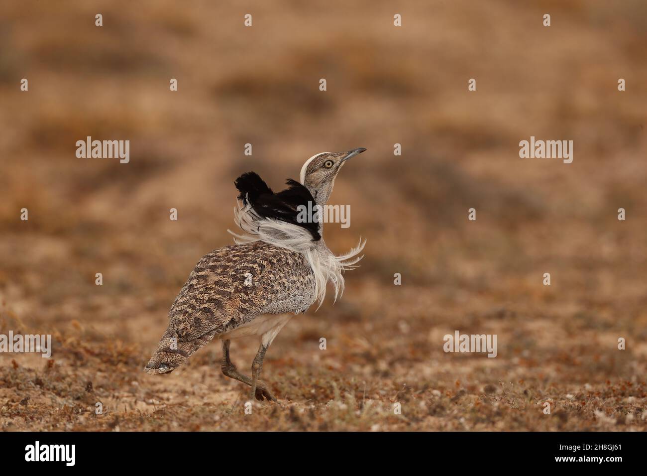 Les Boustards houbara sont une espèce protégée des îles Canaries.Pendant la saison de reproduction, les mâles développent des panaches de cou qu'ils utilisent pour afficher. Banque D'Images