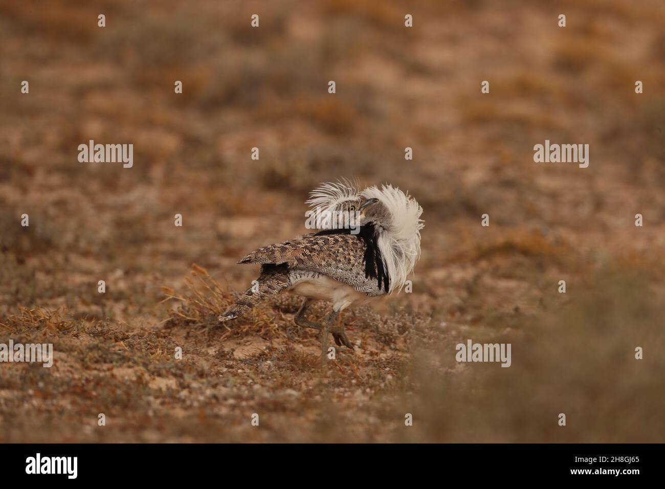 Les Boustards houbara sont une espèce protégée des îles Canaries.Pendant la saison de reproduction, les mâles développent des panaches de cou qu'ils utilisent pour afficher. Banque D'Images