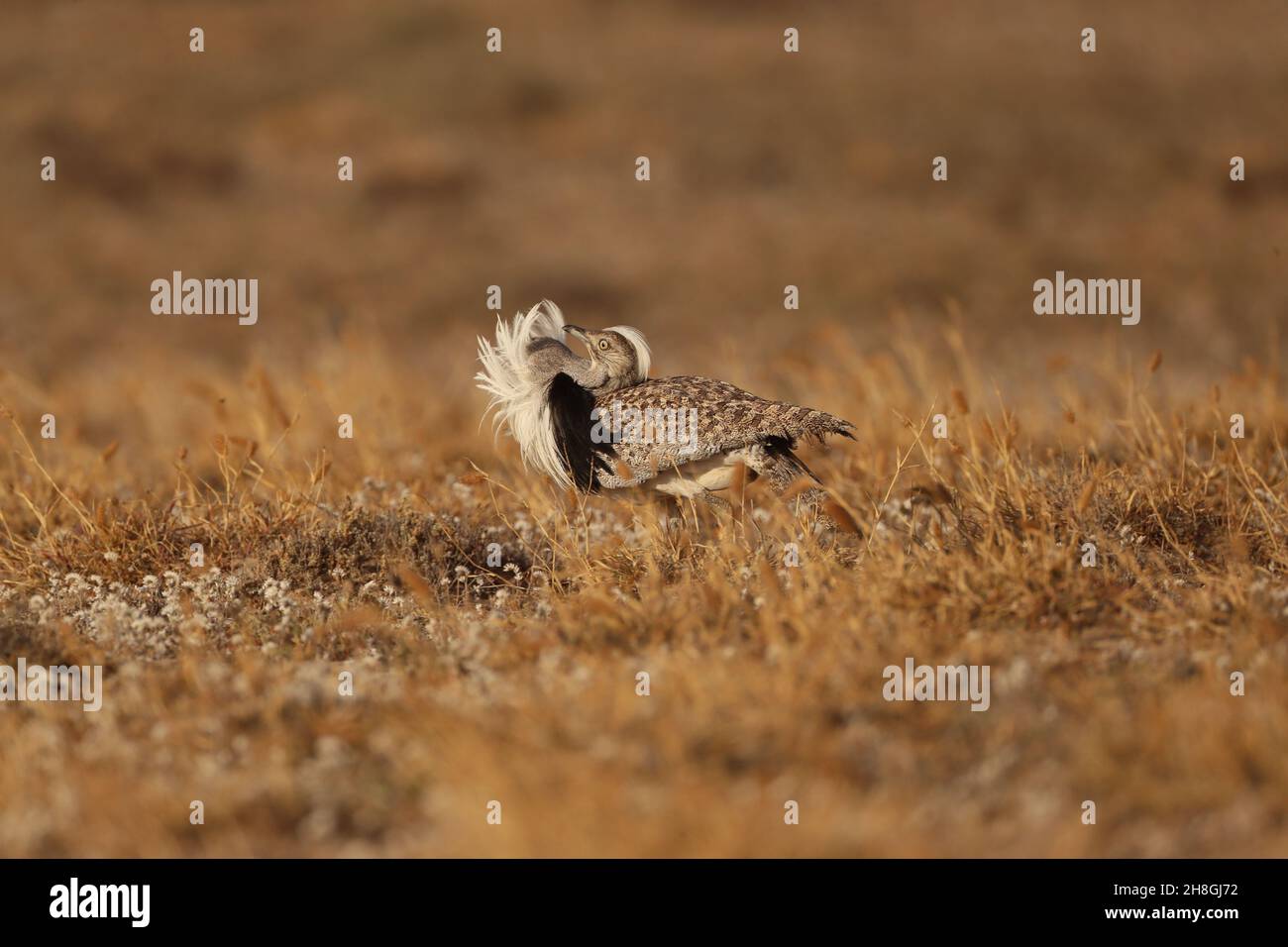 Les Boustards houbara sont une espèce protégée des îles Canaries.Pendant la saison de reproduction, les mâles développent des panaches de cou qu'ils utilisent pour afficher. Banque D'Images