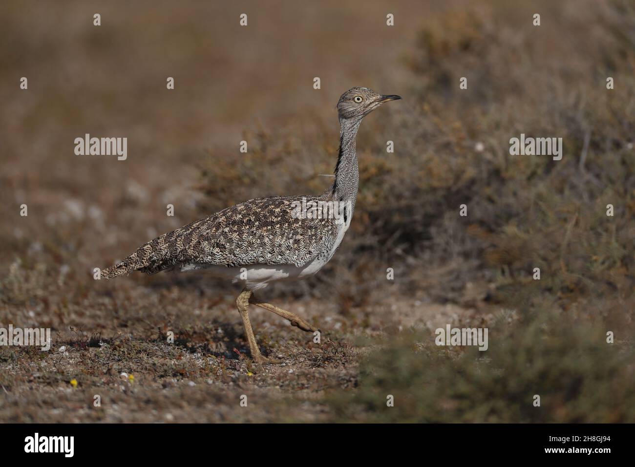 Les Boustards houbara sont une espèce protégée des îles Canaries.Pendant la saison de reproduction, les mâles développent des panaches de cou qu'ils utilisent pour afficher. Banque D'Images