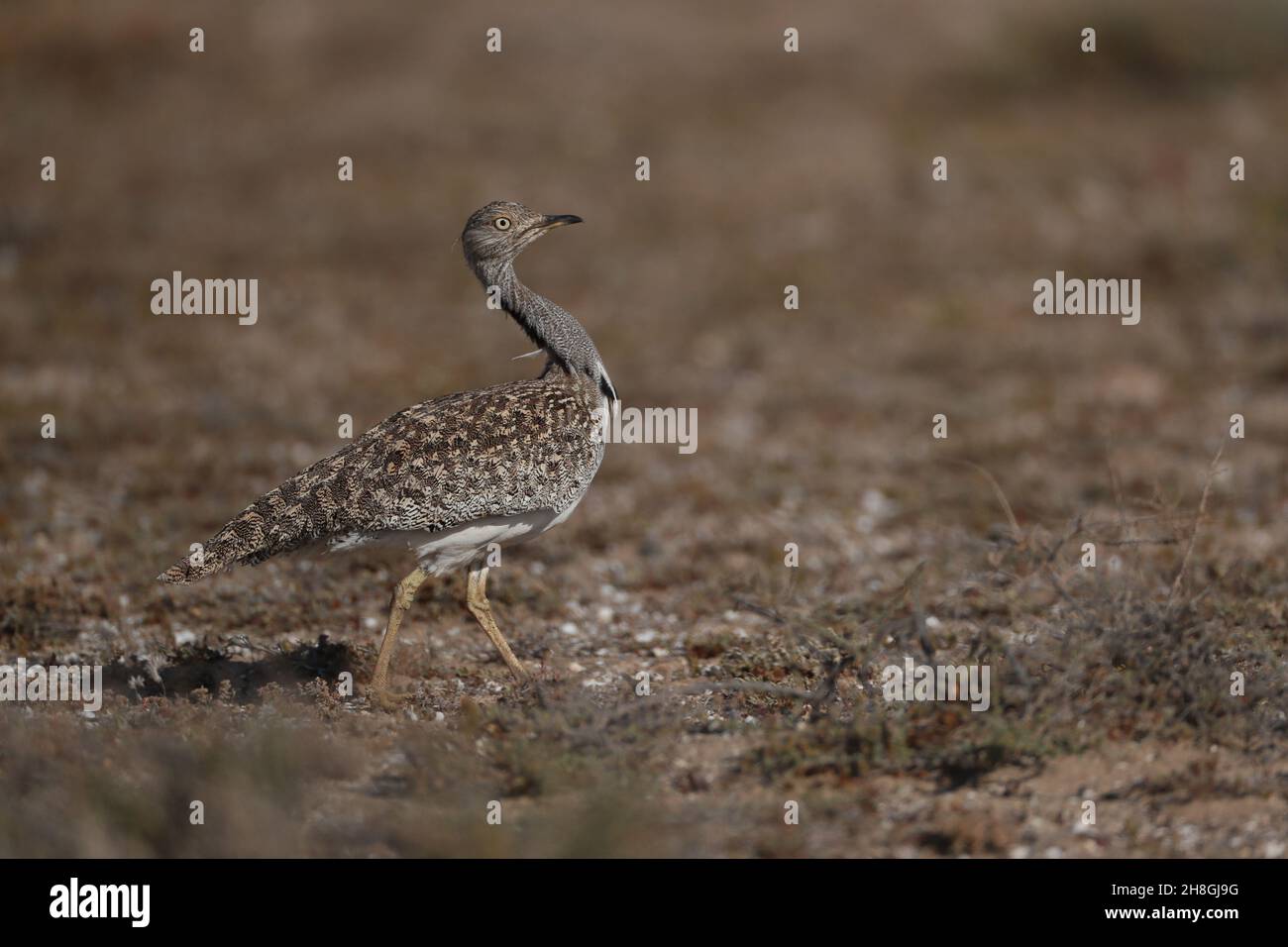 Les Boustards houbara sont une espèce protégée des îles Canaries.Pendant la saison de reproduction, les mâles développent des panaches de cou qu'ils utilisent pour afficher. Banque D'Images
