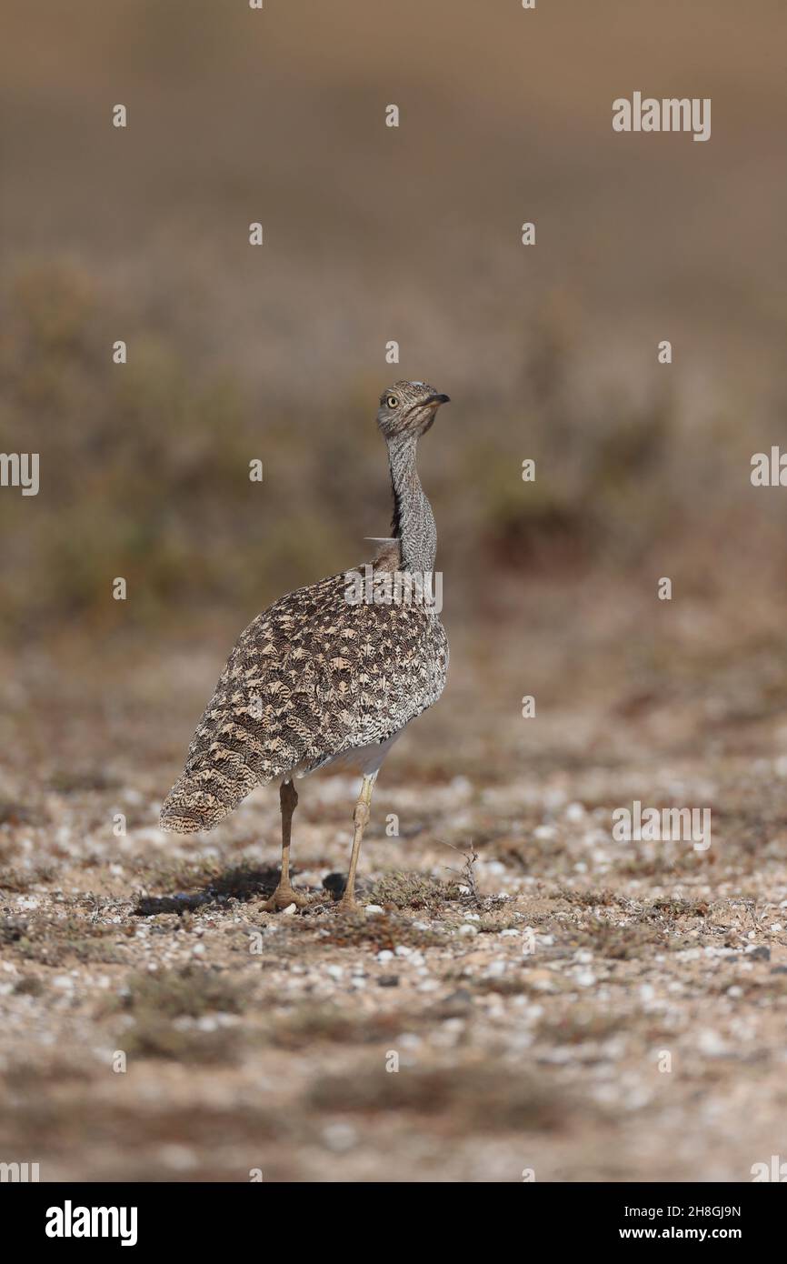Les Boustards houbara sont une espèce protégée des îles Canaries.Pendant la saison de reproduction, les mâles développent des panaches de cou qu'ils utilisent pour afficher. Banque D'Images
