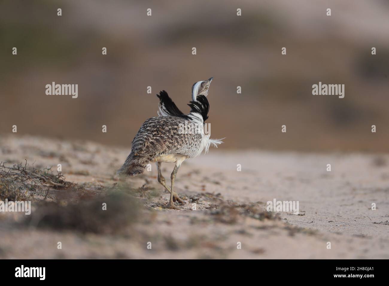 Les Boustards houbara sont une espèce protégée des îles Canaries.Pendant la saison de reproduction, les mâles développent des panaches de cou qu'ils utilisent pour afficher. Banque D'Images
