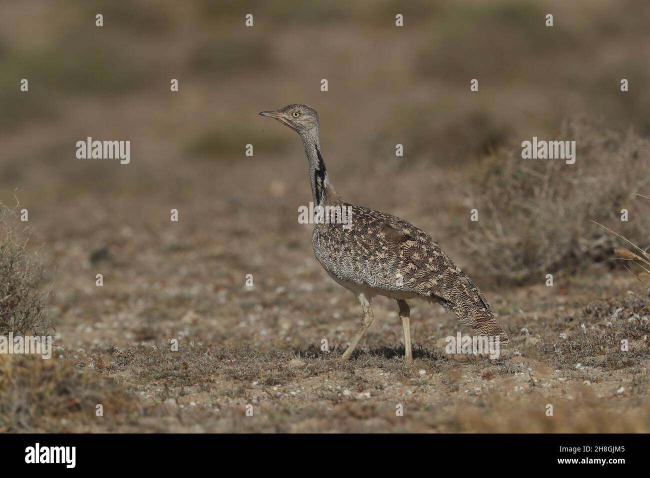 L'outarde Houbara est une espèce protégée des îles Canaries.Il s'agit d'une espèce reproductrice résidente, mais elle peut encore être très difficile à observer. Banque D'Images