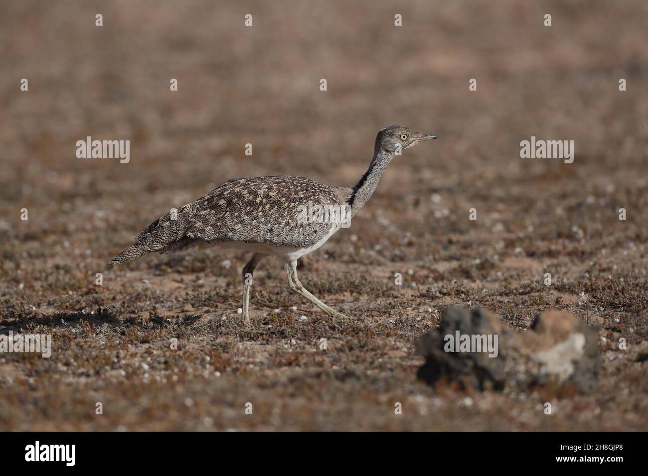 L'outarde Houbara est une espèce protégée des îles Canaries.Il s'agit d'une espèce reproductrice résidente, mais elle peut encore être très difficile à observer. Banque D'Images