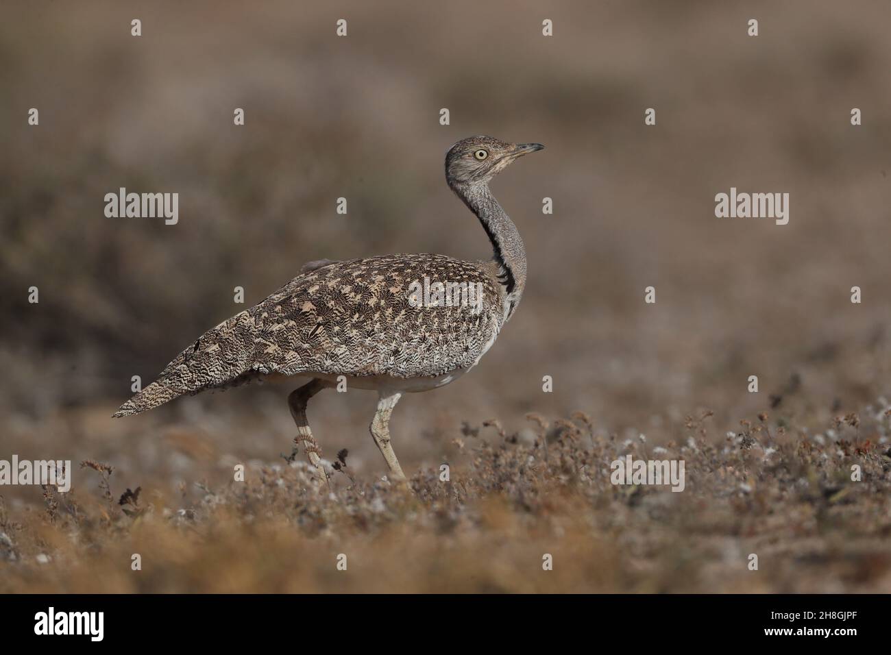 L'outarde Houbara est une espèce protégée des îles Canaries.Il s'agit d'une espèce reproductrice résidente, mais elle peut encore être très difficile à observer. Banque D'Images