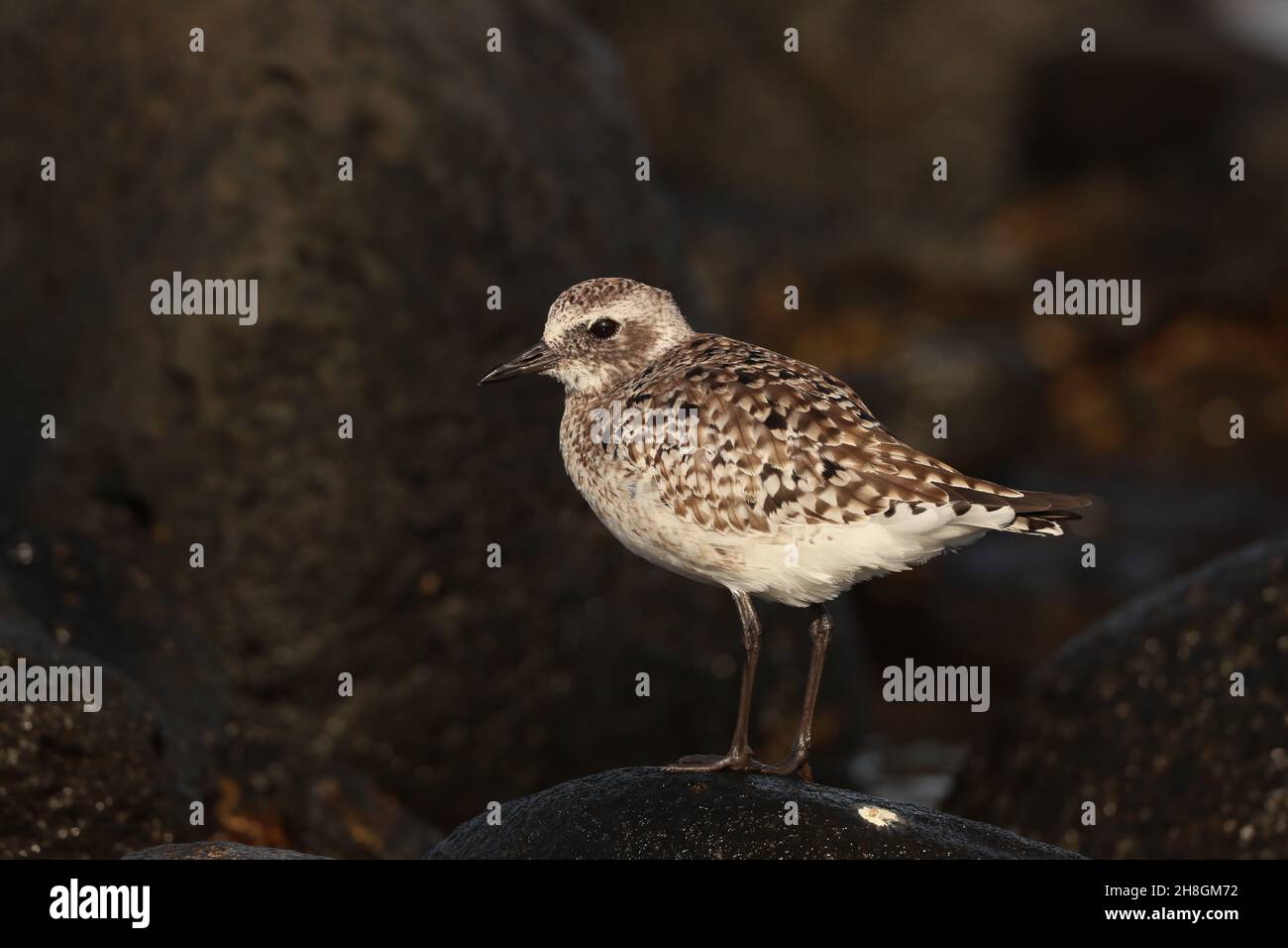 Quelques plubeaux gris hiver au Royaume-Uni sur les estuaires, d'autres migrent aussi loin au sud que l'Australie.D'autres hivernales sur les îles Canaries dans des zones rocheuses typiques. Banque D'Images