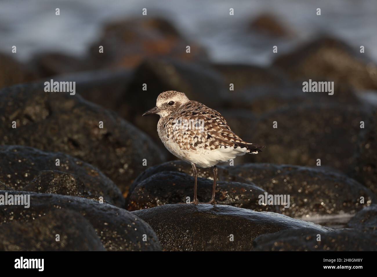 Quelques plubeaux gris hiver au Royaume-Uni sur les estuaires, d'autres migrent aussi loin au sud que l'Australie.D'autres hivernales sur les îles Canaries dans des zones rocheuses typiques. Banque D'Images