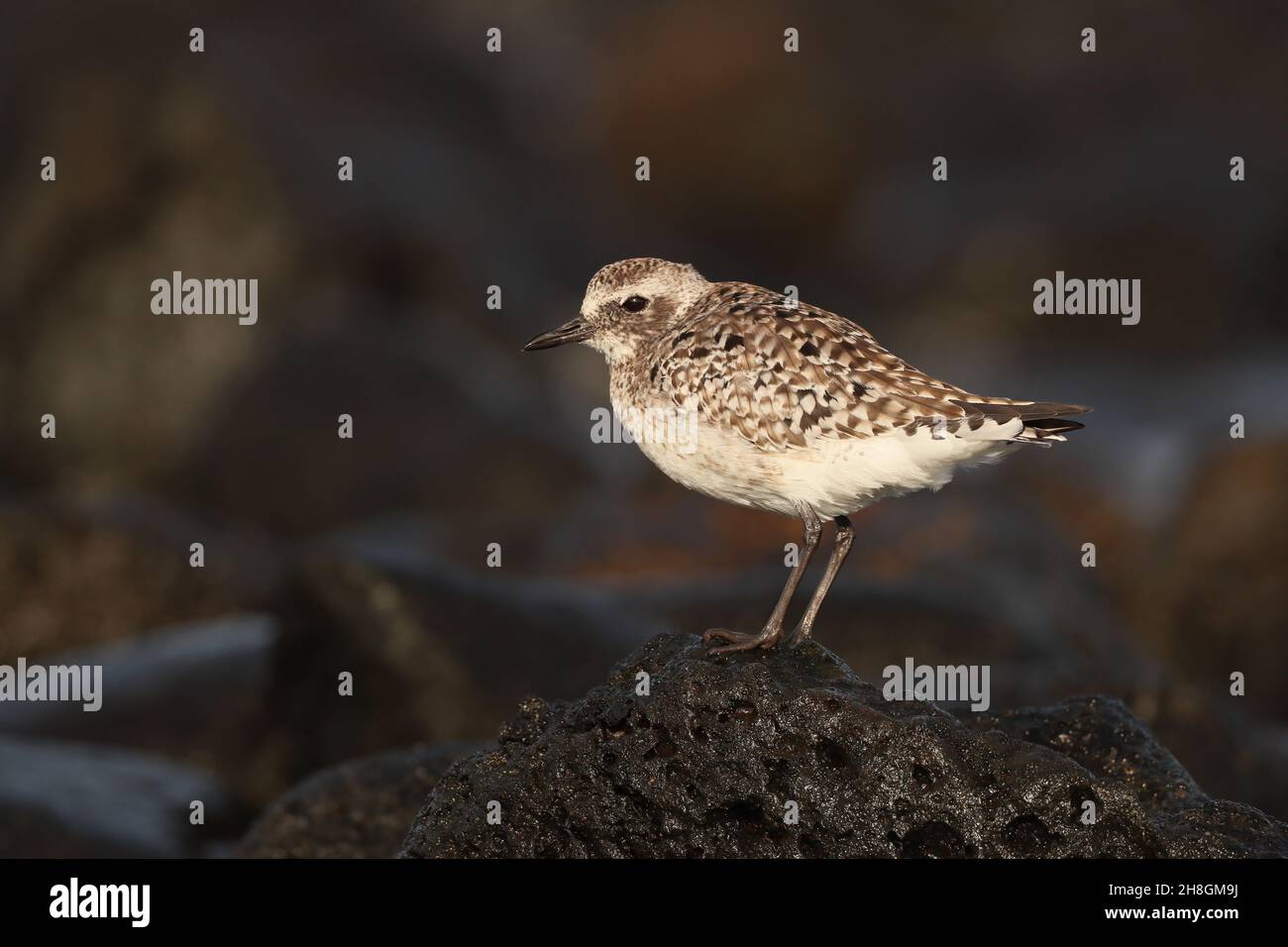 Quelques plubeaux gris hiver au Royaume-Uni sur les estuaires, d'autres migrent aussi loin au sud que l'Australie.D'autres hivernales sur les îles Canaries dans des zones rocheuses typiques. Banque D'Images