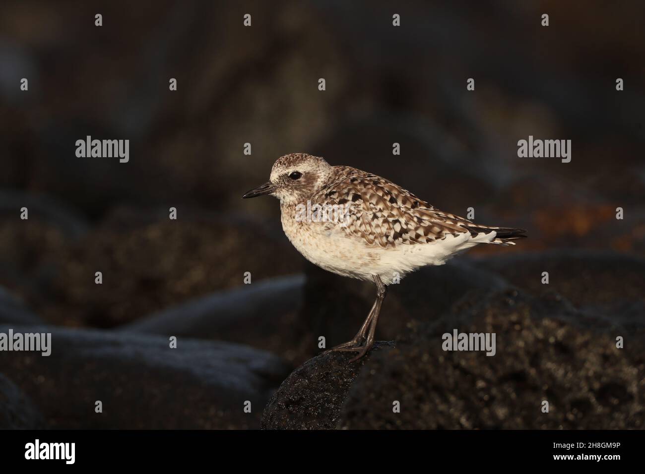 Quelques plubeaux gris hiver au Royaume-Uni sur les estuaires, d'autres migrent aussi loin au sud que l'Australie.D'autres hivernales sur les îles Canaries dans des zones rocheuses typiques. Banque D'Images